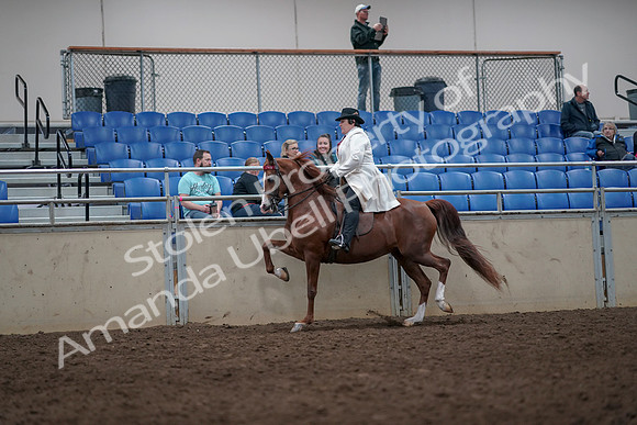 2019 Morgan Horse Show - Aug 31, 2019 - 08674