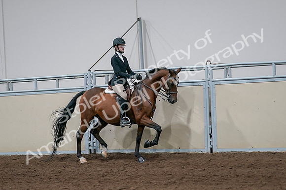 2020 - AB Morgan Horse - Fri, Sept 04 - 05999