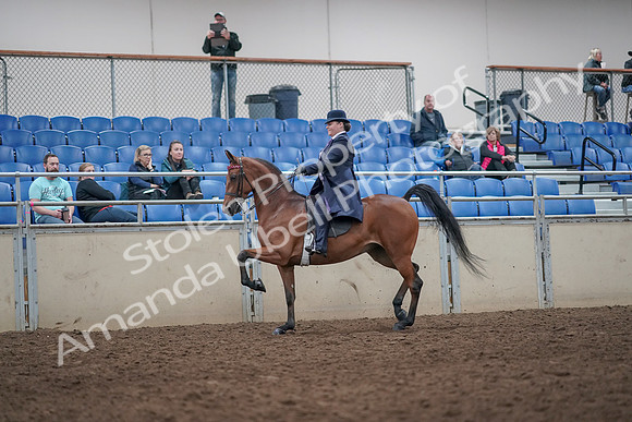 2019 Morgan Horse Show - Aug 31, 2019 - 08638