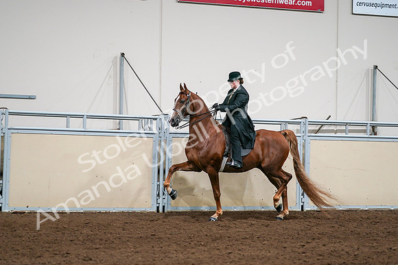 2020 - AB Morgan Horse - Sat, Sept 05 - 08045