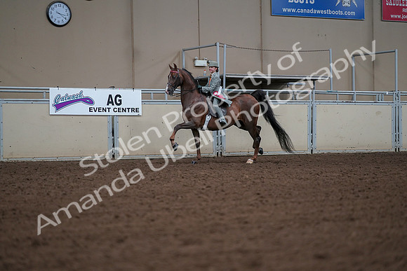 2019 Morgan Horse Show - Aug 30, 2019 - 18207