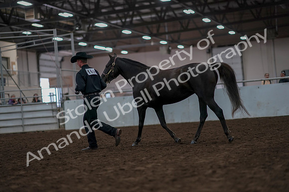 2019 Morgan Horse Show - Aug 31, 2019 - 02054