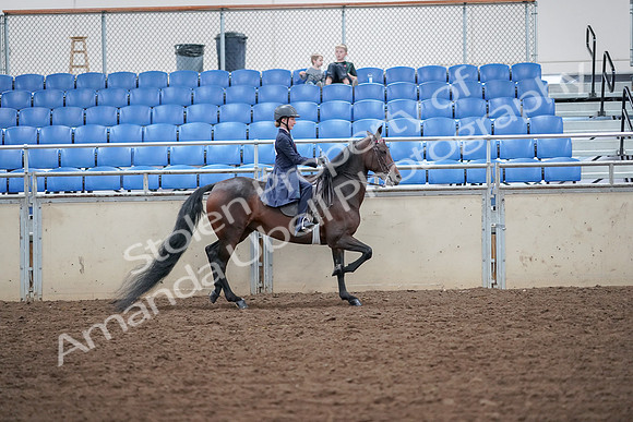 2019 Morgan Horse Show - Aug 30, 2019 - 18138
