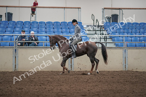 2019 Morgan Horse Show - Aug 31, 2019 - 07268