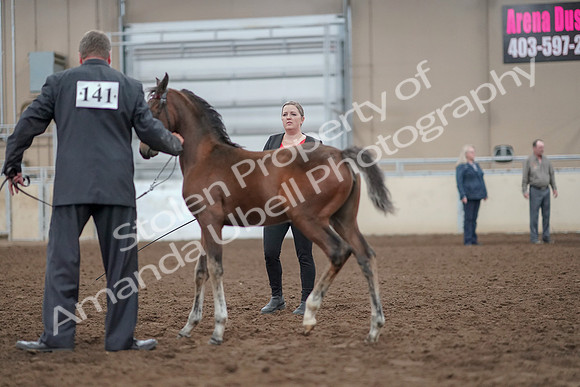 2019 Morgan Horse Show - Aug 31, 2019 - 00404