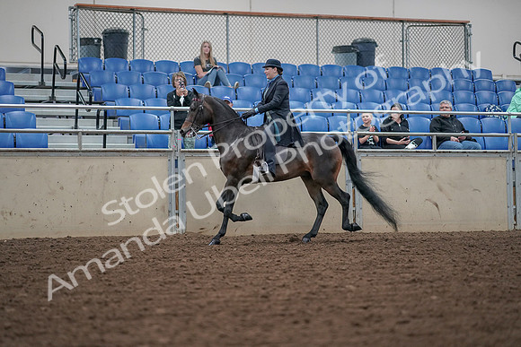 2019 Morgan Horse Show - Aug 30, 2019 - 15288