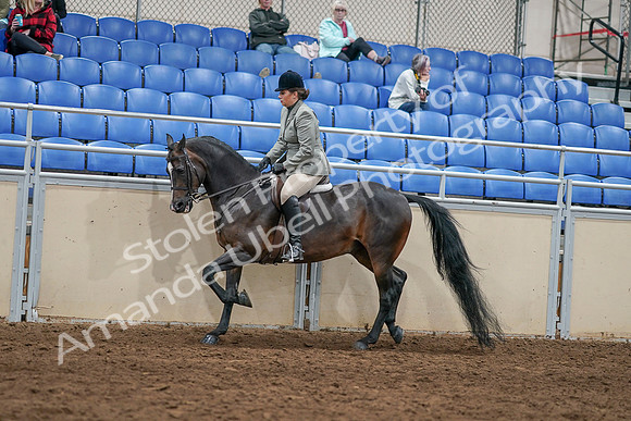2020 - AB Morgan Horse - Sat, Sept 05 - 14490