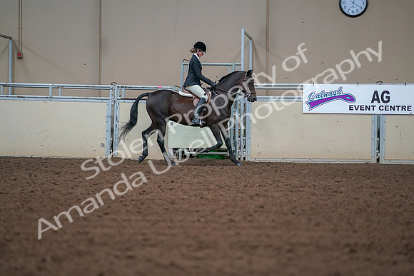 2019 Morgan Horse Show - Aug 30, 2019 - 20805
