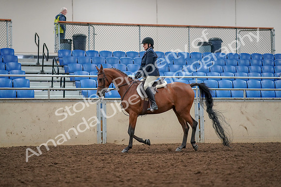 2019 Morgan Horse Show - Aug 30, 2019 - 22262