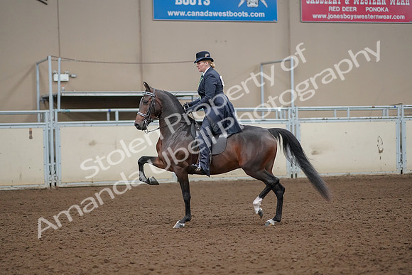 2019 Morgan Horse Show - Aug 30, 2019 - 24318