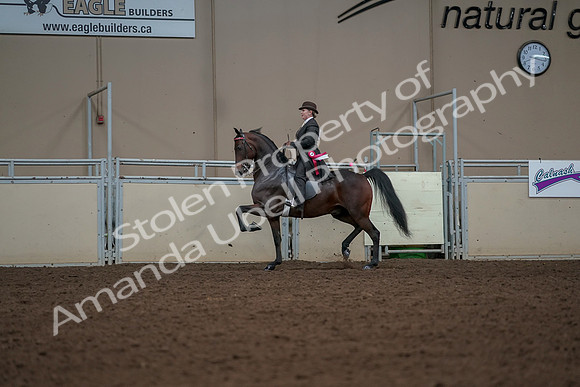 2019 Morgan Horse Show - Aug 30, 2019 - 28316