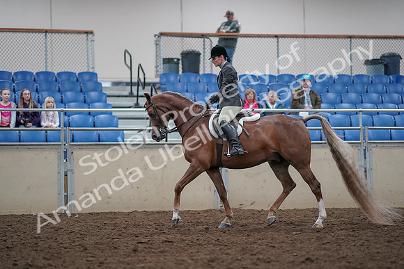 2019 Morgan Horse Show - Aug 31, 2019 - 15949
