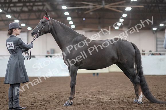 2019 Morgan Horse Show - Aug 31, 2019 - 01921
