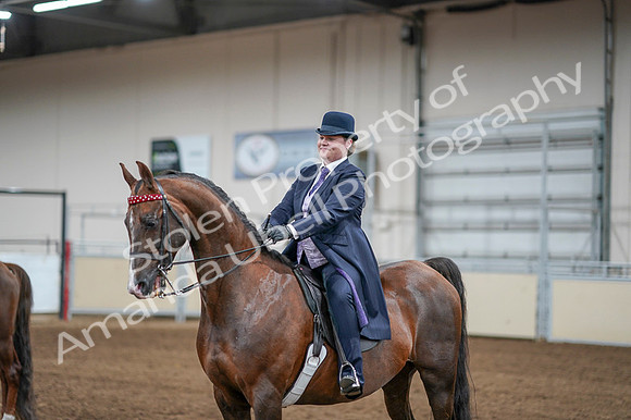 2020 - AB Morgan Horse - Fri, Sept 04 - 08133
