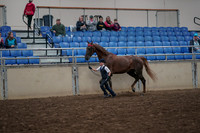2019 Morgan Horse Show - Aug 31, 2019 - 02584