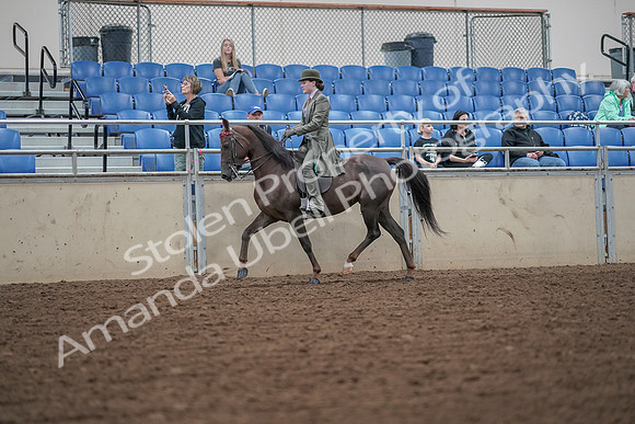 2019 Morgan Horse Show - Aug 30, 2019 - 15309