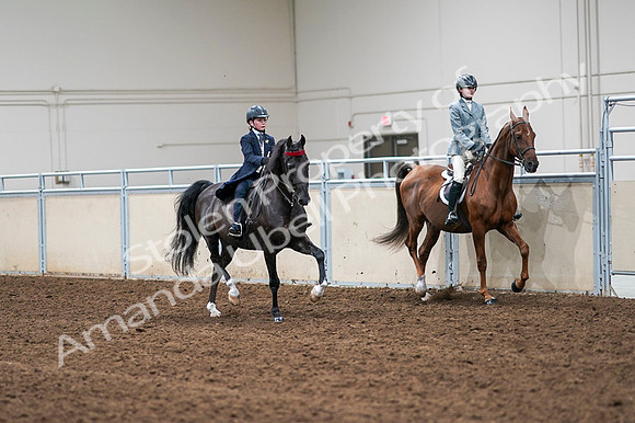 2020 - AB Morgan Horse - Fri, Sept 04 - 03160