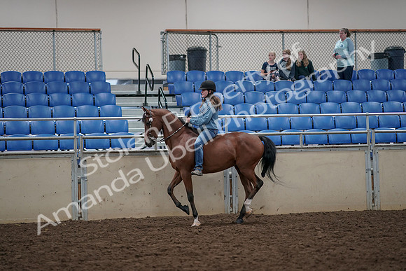 2019 Morgan Horse Show - Aug 30, 2019 - 31314
