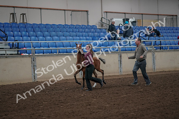 2019 Morgan Horse Show - Aug 31, 2019 - 00375