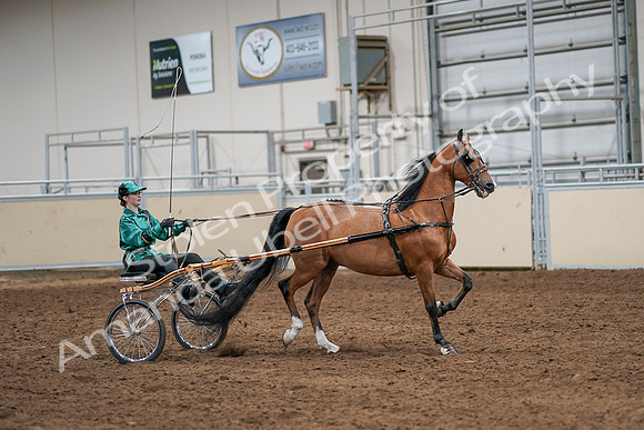 2020 - AB Morgan Horse - Sat, Sept 05 - 12445