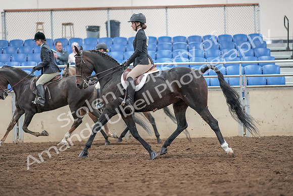 2019 Morgan Horse Show - Aug 30, 2019 - 20236