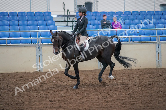 2019 Morgan Horse Show - Aug 30, 2019 - 20543