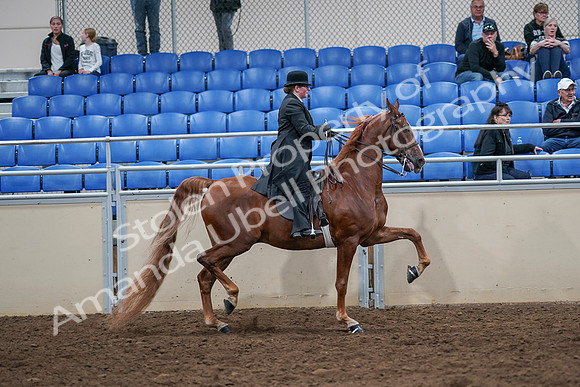 2020 - AB Morgan Horse - Sat, Sept 05 - 08276