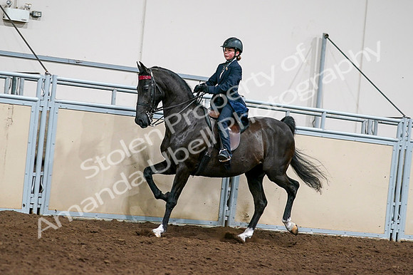 2020 - AB Morgan Horse - Fri, Sept 04 - 03225
