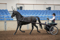 2019 Morgan Horse Show - Aug 31, 2019 - 04638
