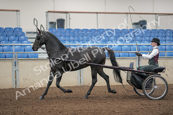 2019 Morgan Horse Show - Aug 31, 2019 - 04638
