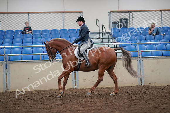 2019 Morgan Horse Show - Aug 30, 2019 - 16316