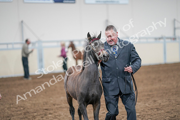 2020 - AB Morgan Horse - Sat, Sept 05 - 00481
