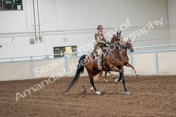 2020 - AB Morgan Horse - Sat, Sept 05 - 08216