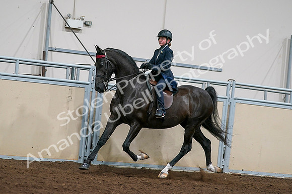 2020 - AB Morgan Horse - Fri, Sept 04 - 03229