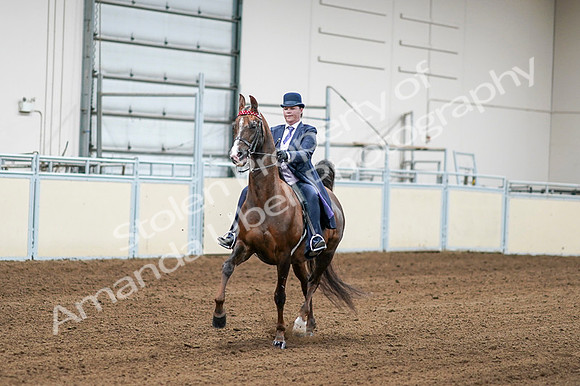 2020 - AB Morgan Horse - Fri, Sept 04 - 08176