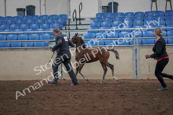 2019 Morgan Horse Show - Aug 31, 2019 - 00419