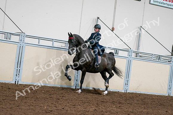 2020 - AB Morgan Horse - Fri, Sept 04 - 03209