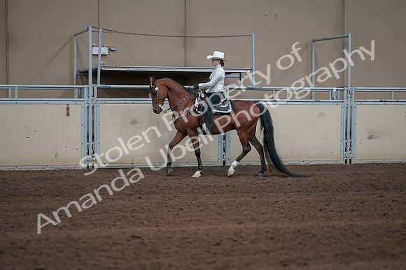 2019 Morgan Horse Show - Sept 01, 2019 - 06938