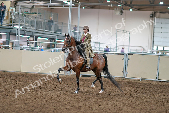 2020 - AB Morgan Horse - Sat, Sept 05 - 05269