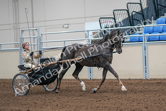 2020 - AB Morgan Horse - Sat, Sept 05 - 05938