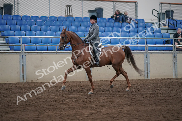 2019 Morgan Horse Show - Sept 01, 2019 - 12307