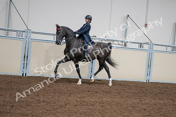 2020 - AB Morgan Horse - Fri, Sept 04 - 03010