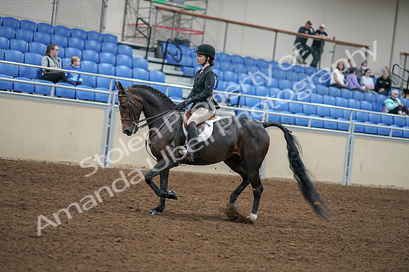 2020 - AB Morgan Horse - Fri, Sept 04 - 05819