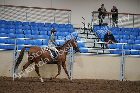2020 - AB Morgan Horse - Fri, Sept 04 - 03190