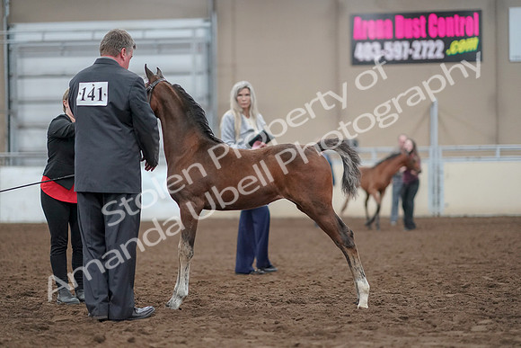 2019 Morgan Horse Show - Aug 31, 2019 - 00397