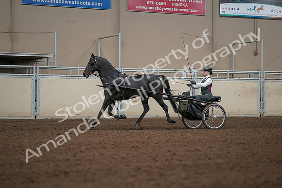 2019 Morgan Horse Show - Aug 31, 2019 - 04691