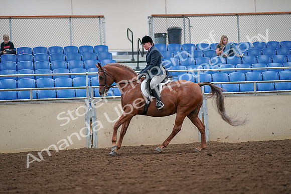 2019 Morgan Horse Show - Aug 30, 2019 - 16412