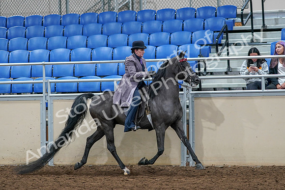2020 - AB Morgan Horse - Sat, Sept 05 - 13827