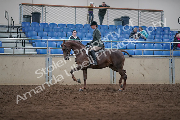 2019 Morgan Horse Show - Sept 01, 2019 - 08622