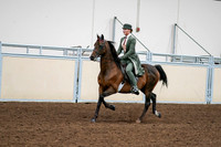 2020 - AB Morgan Horse - Fri, Sept 04 - 03287
